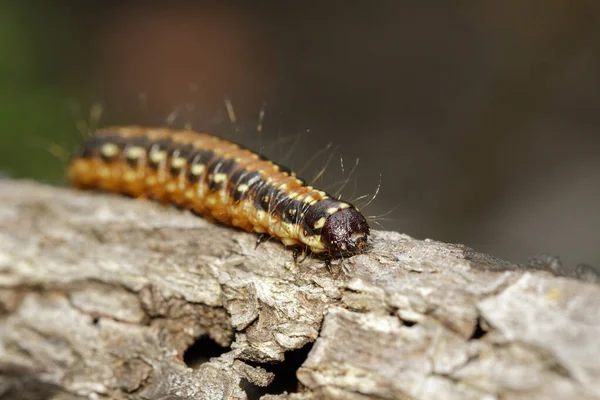 Kereste Üzerinde Kahverengi Tırtıl Resmi Solucan Böcek Hayvan — Stok fotoğraf