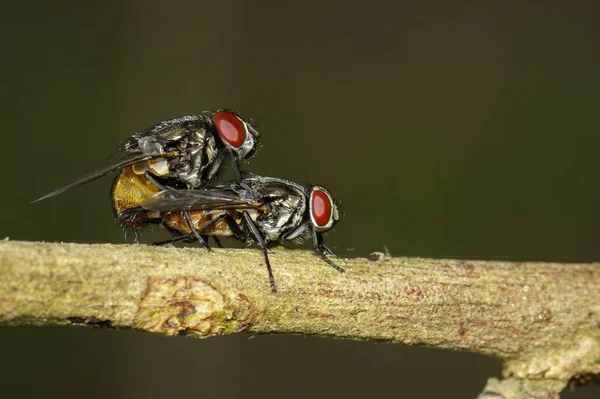 Image Mating Flies Branch Tree Insect Animal — Stock Photo, Image