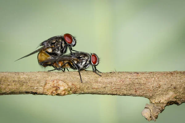 Imagen Las Moscas Apareamiento Árbol Ramas Insecto Animales — Foto de Stock