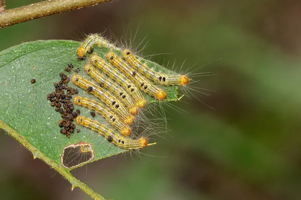 虫のイメージは自然の背景に緑の葉にあります 昆虫だ — ストック写真