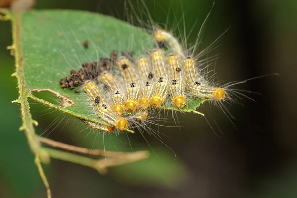 Afbeelding Van Wormen Zijn Groene Bladeren Natuurlijke Achtergrond Insect Dierlijk — Stockfoto