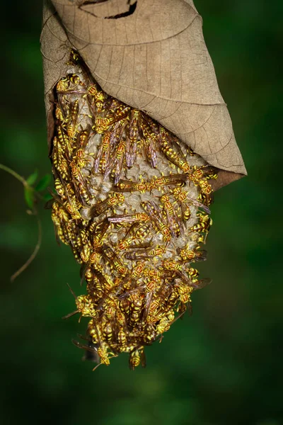 阿帕奇黄蜂 Polistes Apachus 和蜂巢在自然背景下的图像 — 图库照片