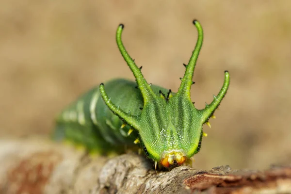 Bild Caterpillar Vanlig Nawab Fjäril Polyura Athamas Eller Dragon Rubriken — Stockfoto