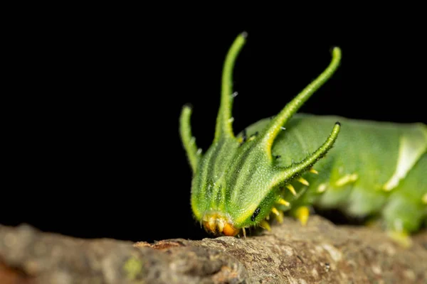 Imagen Oruga Mariposa Común Nawab Polyura Athamas Oruga Con Cabeza — Foto de Stock