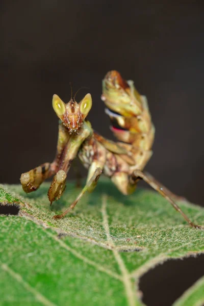 緑の葉の上に立つマンティスのイメージ 昆虫だ — ストック写真