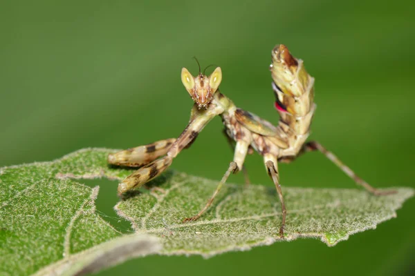 Image Mantis Debout Sur Une Feuille Verte Sur Fond Nature — Photo