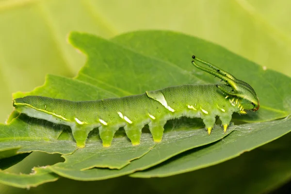 Imagem Lagarta Borboleta Comum Nawab Polyura Athamas Lagarta Cabeça Dragão — Fotografia de Stock