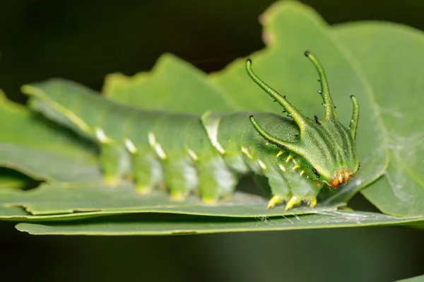 Image Caterpillar Common Nawab Butterfly Polyura Athamas Dragon Headed Caterpillar — Stock Photo, Image