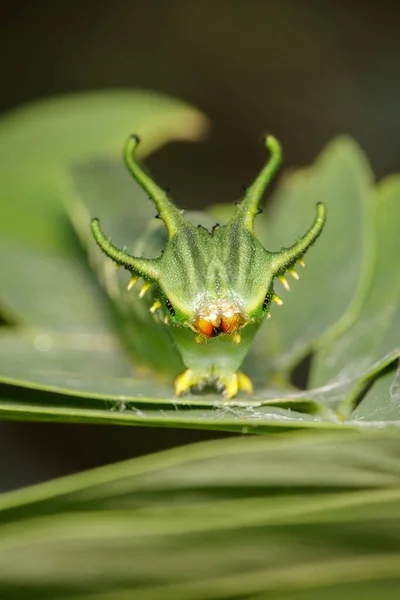 Imagem Lagarta Borboleta Comum Nawab Polyura Athamas Lagarta Cabeça Dragão — Fotografia de Stock