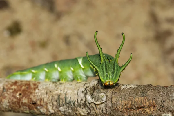 普通露背蝴蝶 Polyura Athamas 或龙头毛虫的毛毛虫在自然背景下的图像 — 图库照片