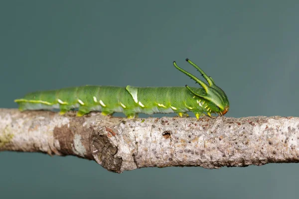 Imagem Lagarta Borboleta Comum Nawab Polyura Athamas Lagarta Cabeça Dragão — Fotografia de Stock