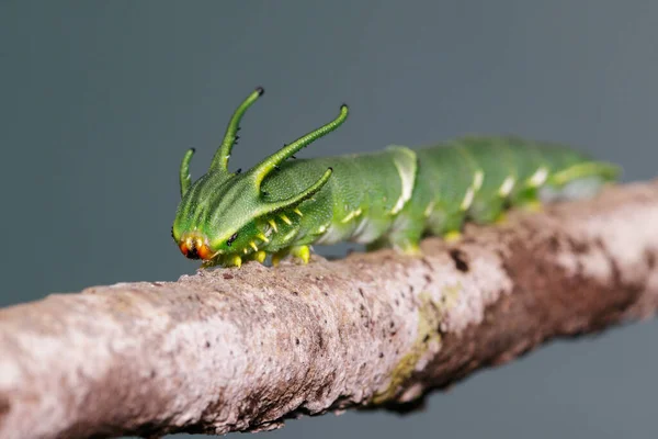 Képek Caterpillar Közös Nawab Pillangó Polyura Athamas Vagy Sárkányfejű Caterpillar — Stock Fotó
