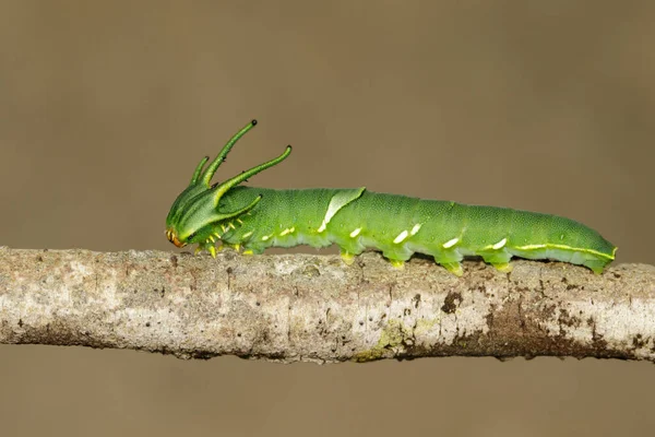 Imagem Lagarta Borboleta Comum Nawab Polyura Athamas Lagarta Cabeça Dragão — Fotografia de Stock