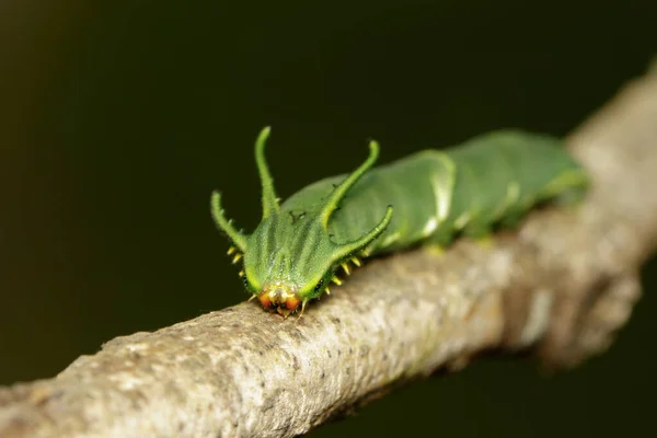 Obraz Caterpillar Wspólnego Motyl Nawab Polyura Athamas Lub Dragon Headed — Zdjęcie stockowe