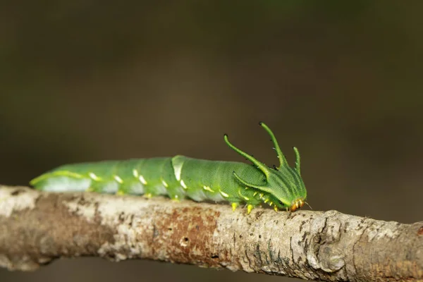 Képek Caterpillar Közös Nawab Pillangó Polyura Athamas Vagy Sárkányfejű Caterpillar — Stock Fotó