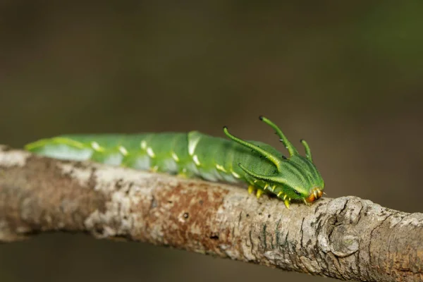 Image Chenille Papillon Nawab Commun Polyura Athamas Chenille Tête Dragon — Photo