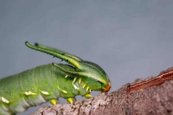 Εικόνα Της Caterpillar Της Κοινής Πεταλούδας Nawab Polyura Athamas Dragon — Φωτογραφία Αρχείου