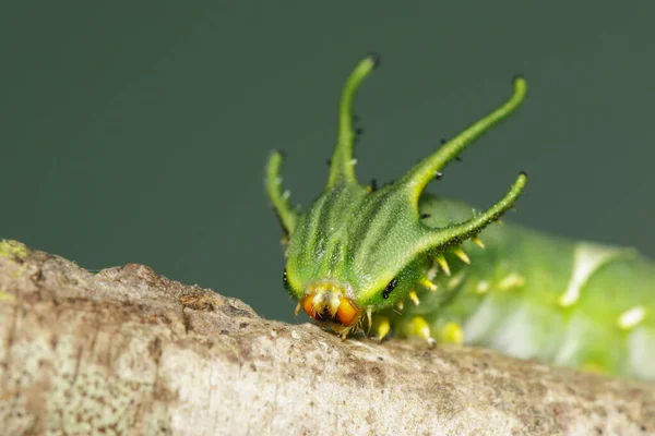 Imagen Oruga Mariposa Común Nawab Polyura Athamas Oruga Con Cabeza —  Fotos de Stock