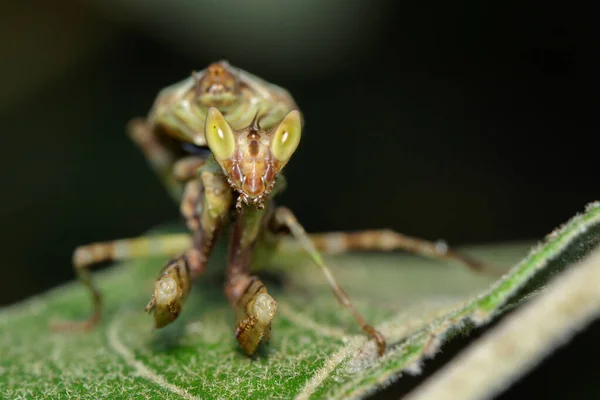 Afbeelding Van Bidsprinkhaan Groen Blad Achtergrond Van Natuur Insect Dierlijk — Stockfoto