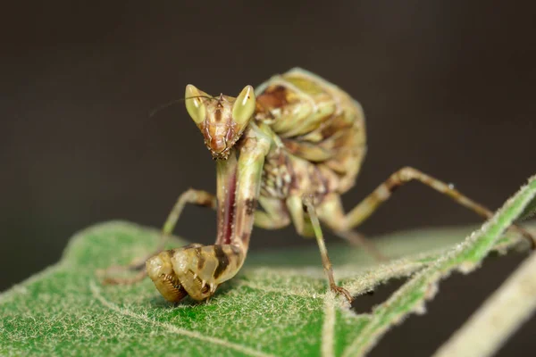 Imagen Mantis Pie Sobre Hoja Verde Sobre Fondo Natural Insecto —  Fotos de Stock