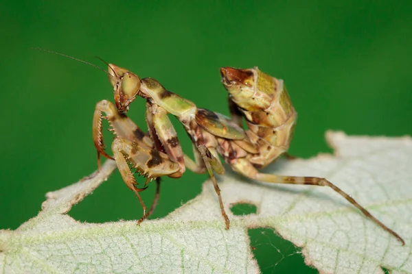 Image Mantis Debout Sur Une Feuille Verte Sur Fond Nature — Photo