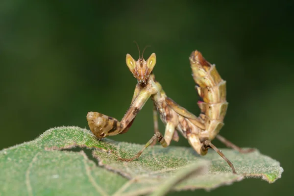 緑の葉の上に立つマンティスのイメージ 昆虫だ — ストック写真