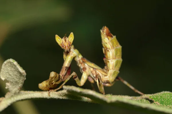 緑の葉の上に立つマンティスのイメージ 昆虫だ — ストック写真