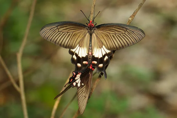 Imagen Mariposa Common Mormon Sobre Fondo Natural Insecto Animales — Foto de Stock