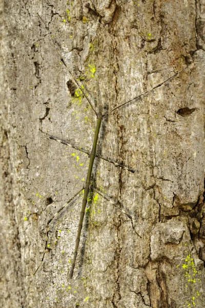 Image of a siam giant stick insect on tree on nature background. Insect. Animal.