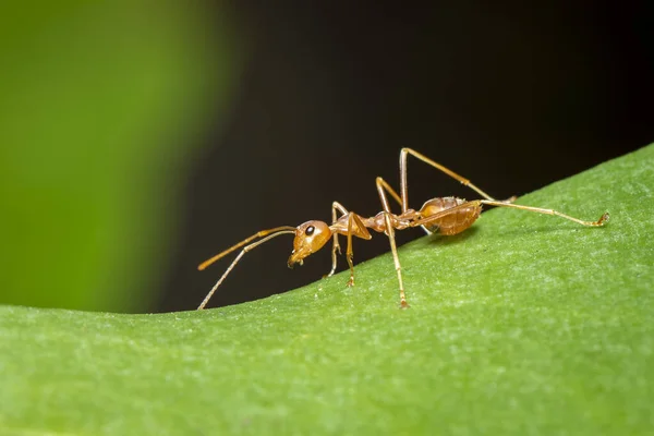 绿叶上的红蚂蚁 Oecophylla Smaragdina — 图库照片