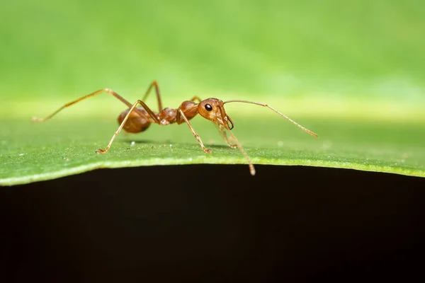 绿叶上的红蚂蚁 Oecophylla Smaragdina — 图库照片