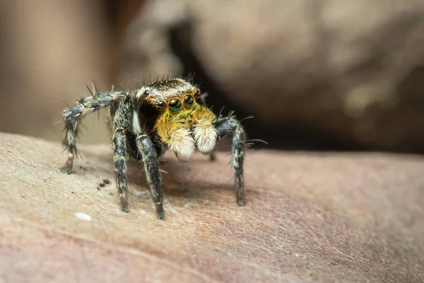 Imagem Aranhas Saltitantes Salticidae Sobre Fundo Natural Inseto Animais — Fotografia de Stock