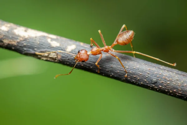 树枝上有红蚂蚁 Oecophylla Smaragdina 的图像 — 图库照片