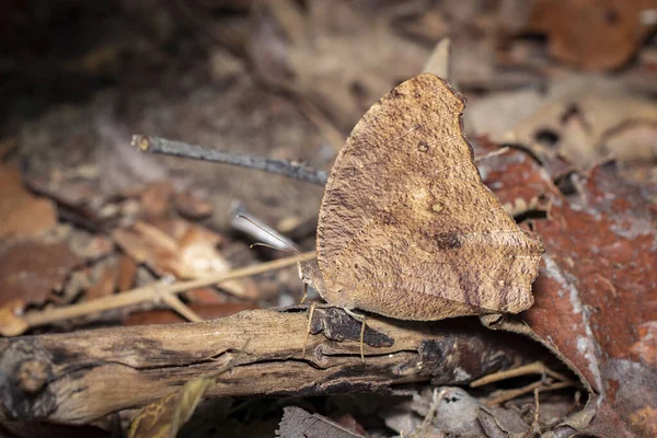 自然背景下的褐色蝴蝶形象 — 图库照片