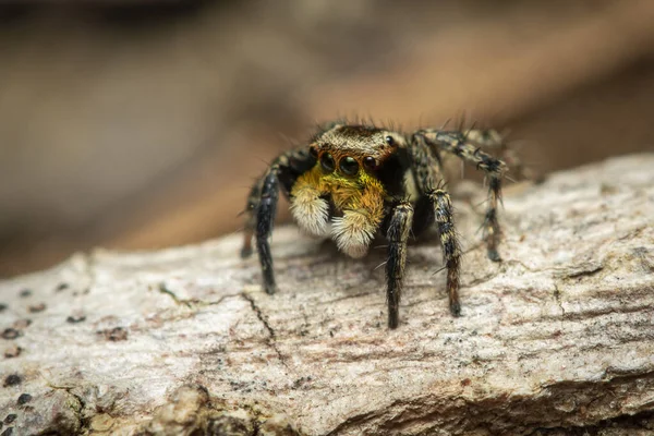 在自然背景上跳跃蜘蛛 Salticidae 的图像 — 图库照片