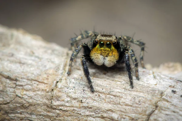 Изображение Прыгающих Пауков Salticidae Естественном Фоне Животное — стоковое фото