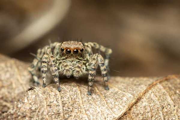 Obrázek Skákajících Pavouků Salticidae Přirozeném Pozadí Hmyz Animal — Stock fotografie