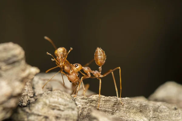 红蚂蚁 Oecophylla Smaragdina 在树上的图像 — 图库照片