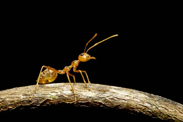 树枝上有红蚂蚁 Oecophylla Smaragdina 的图像 — 图库照片