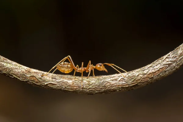 Gambar Semut Merah Oecophylla Smaragdina Pada Cabang Serangga Hewan — Stok Foto