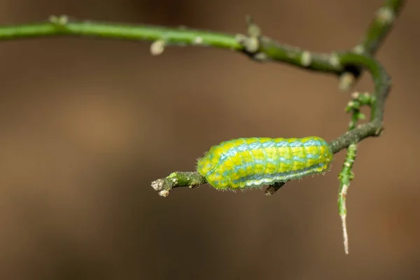 Εικόνα Του Green Moth Caterpillar Στο Κλαδί Έντομα Ζώο — Φωτογραφία Αρχείου
