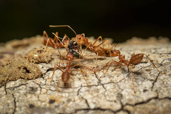 红蚂蚁 Oecophylla Smaragdina 在树上的图像 — 图库照片