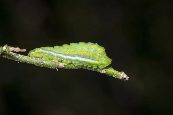 Bild Der Grünen Mottenraupe Auf Dem Ast Insekt Tier — Stockfoto