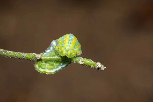 Εικόνα Του Green Moth Caterpillar Στο Κλαδί Έντομα Ζώο — Φωτογραφία Αρχείου