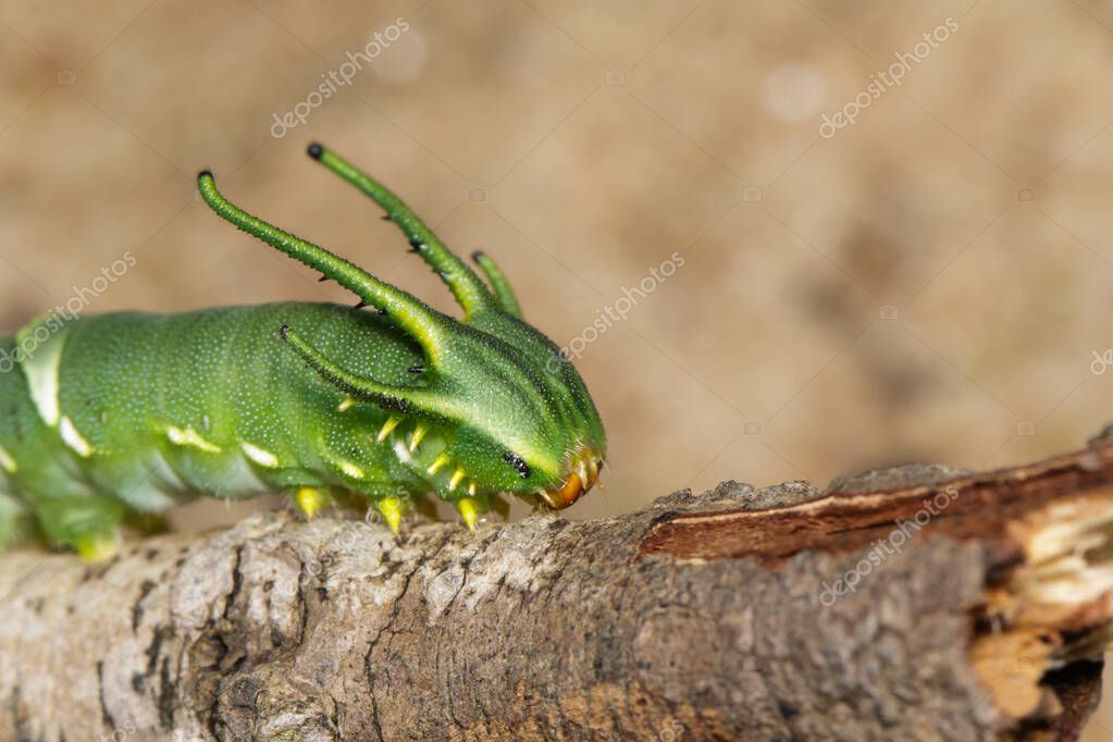 Qizlar hojatxonada yigitlarni silkitadi