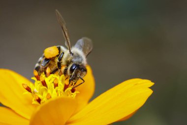 Sarı çiçekte bal arısı resmi nektar toplar. Çiçek poleni üzerinde altın bal arısı. Böcek. Hayvan.