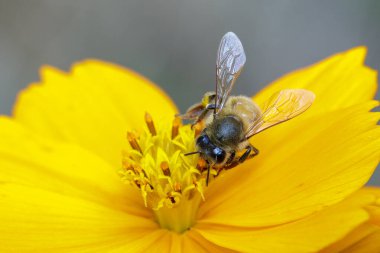 Sarı çiçekte bal arısı resmi nektar toplar. Çiçek poleni üzerinde altın bal arısı. Böcek. Hayvan.