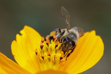 Sarı çiçekte bal arısı resmi nektar toplar. Çiçek poleni üzerinde altın bal arısı. Böcek. Hayvan.