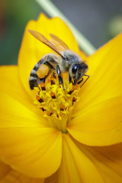 Imagen Abeja Abeja Sobre Flor Amarilla Recoge Néctar Abeja Dorada —  Fotos de Stock