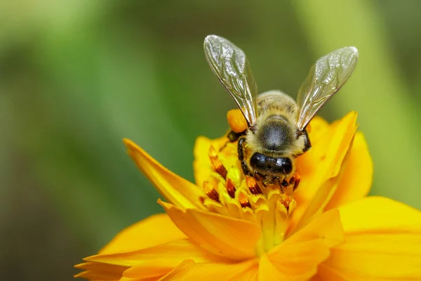 Obraz Pszczoły Lub Pszczoły Miodnej Żółty Kwiat Zbiera Nektar Złota — Zdjęcie stockowe